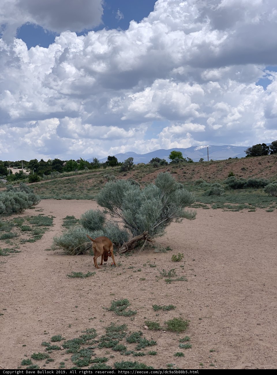 A Desert Walk with the Pooch
