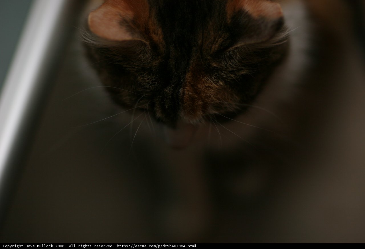 Contemplative Abyssinian Cat