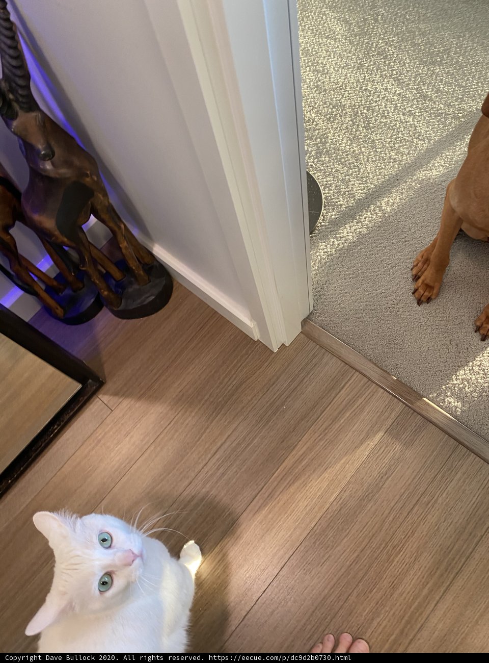 Interspecies Gaze