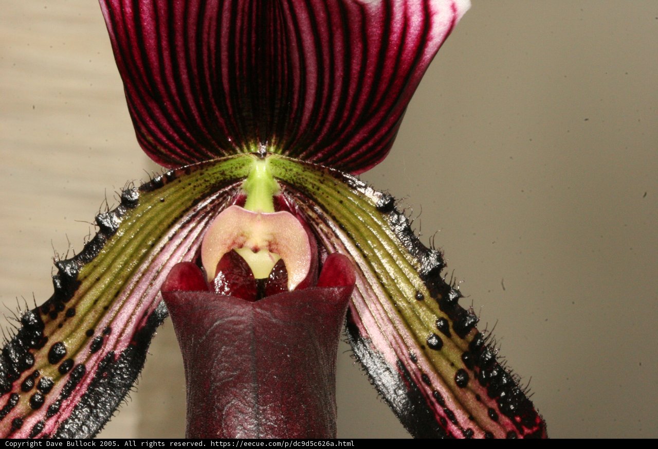 Elegant Orchid Stem