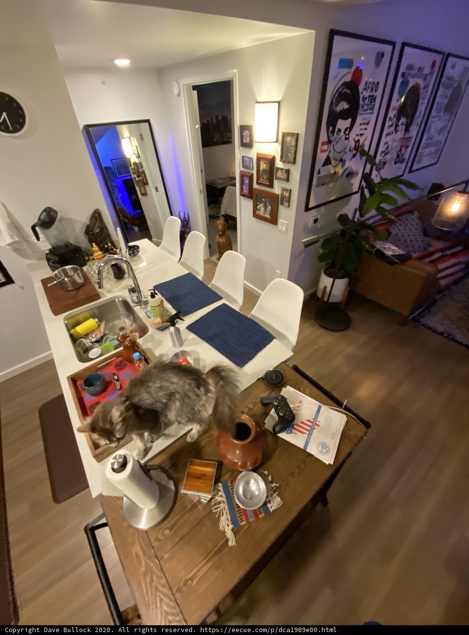 Feline Lounge
