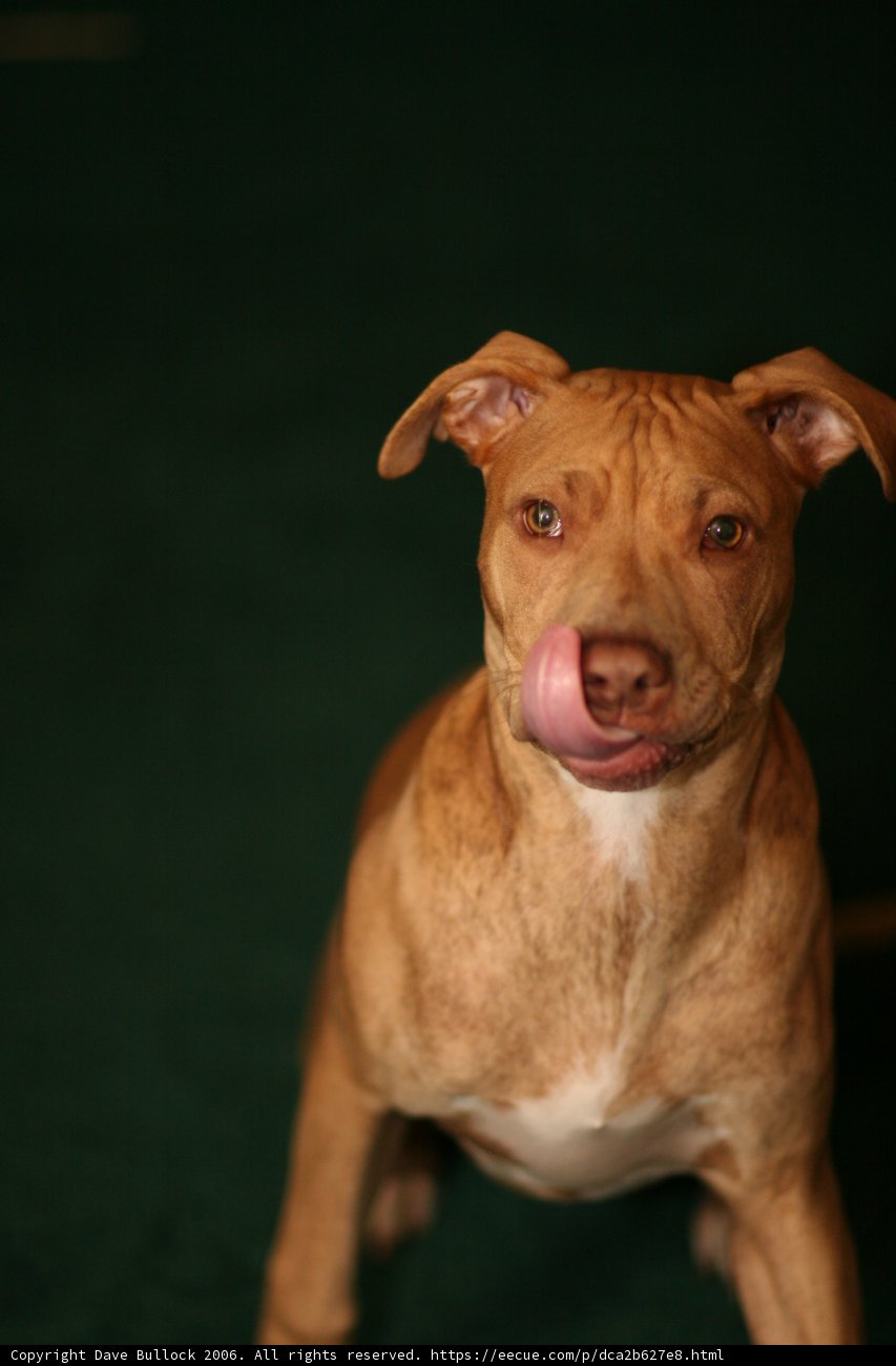 Happy Pitbull Pup