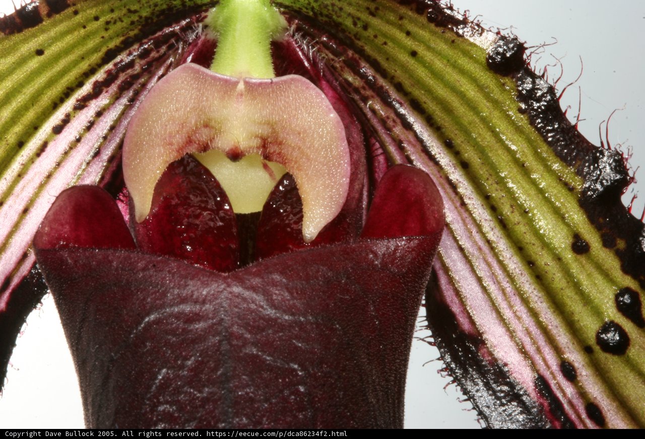Orchid Blossom with Lush Green Center