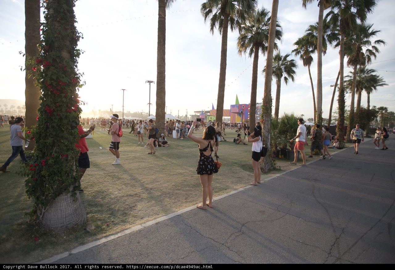 Summer Stroll Among Palm Trees