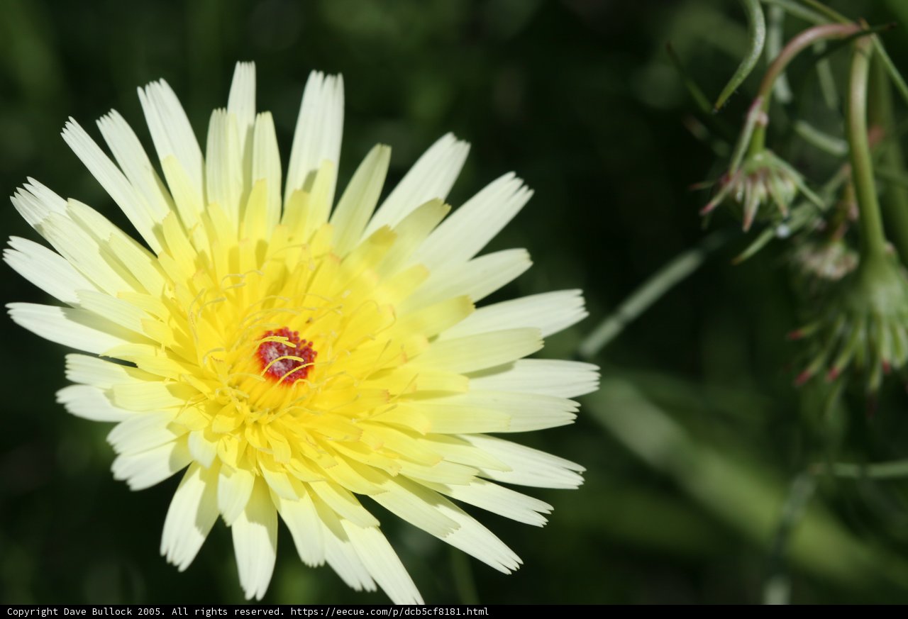 Sunny Blossom