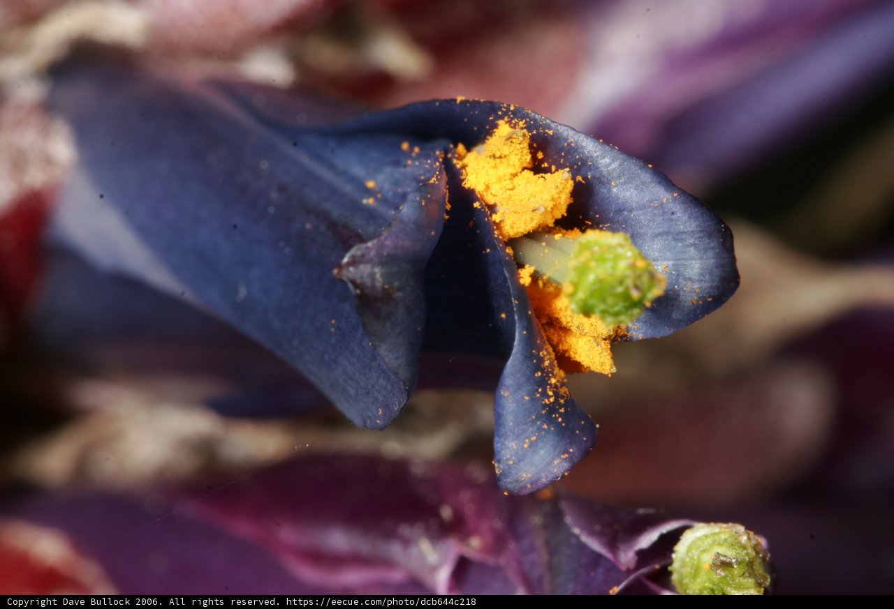 Purple Geranium Flower with Yellow Pollen