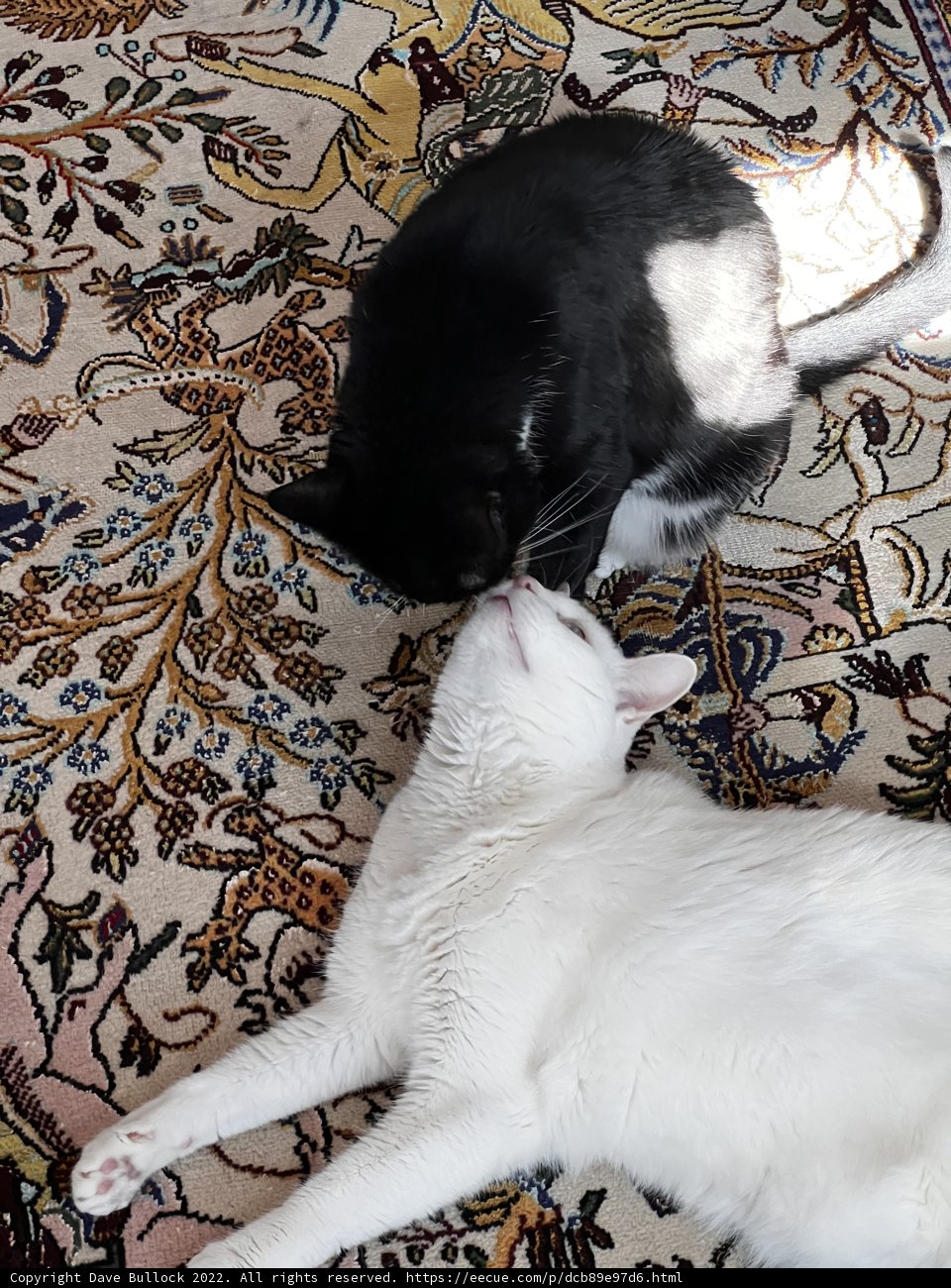 Feline Duo on a Cozy Rug