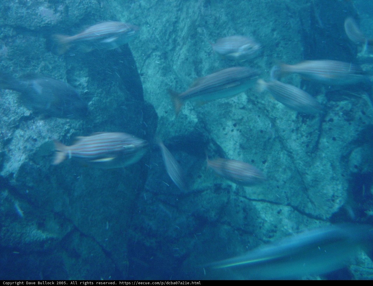 School of Fish