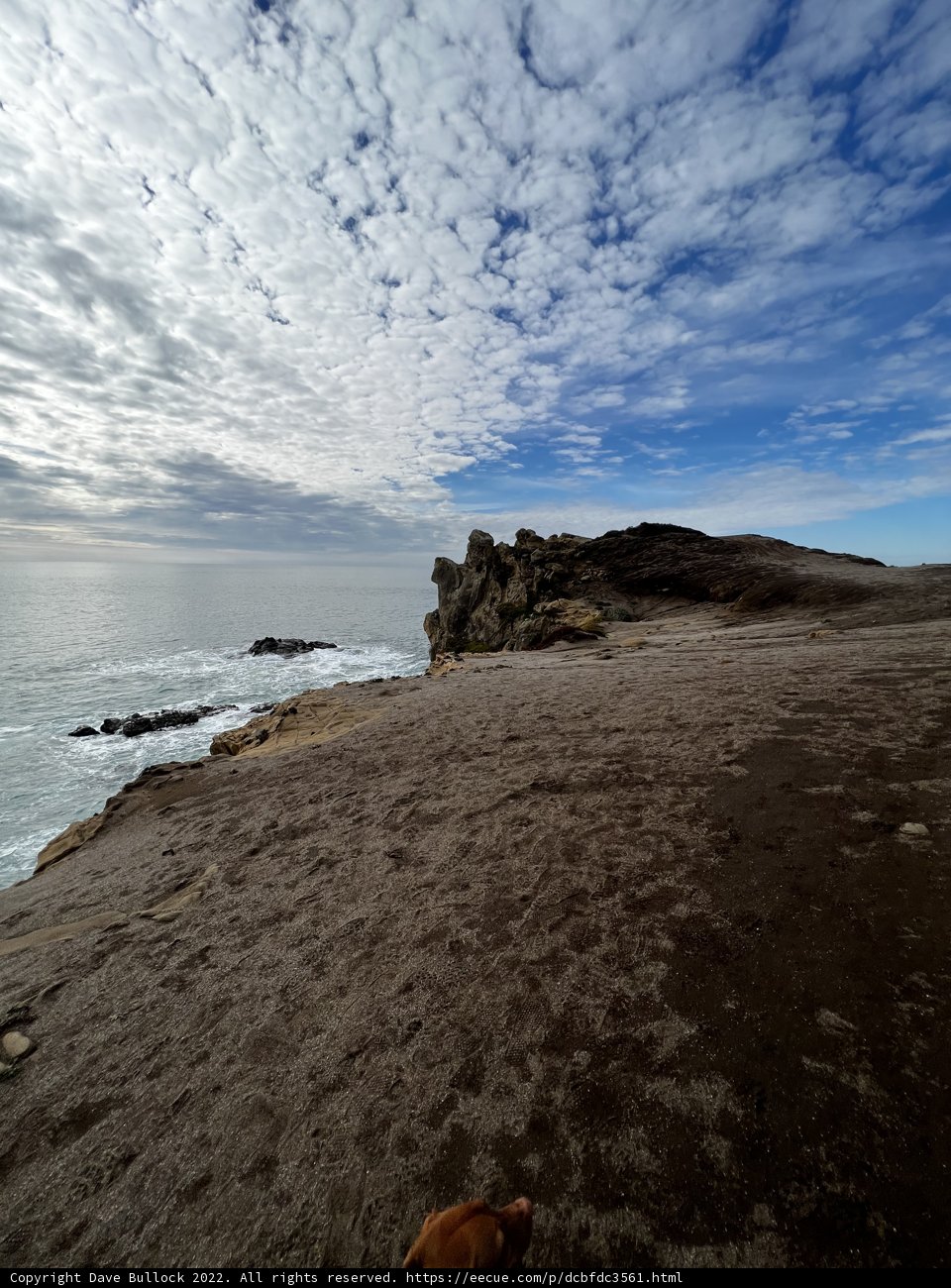 Pensive Pup at Promontory