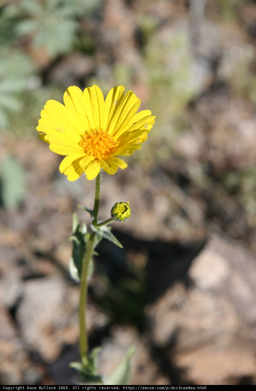 Resilient Daisy