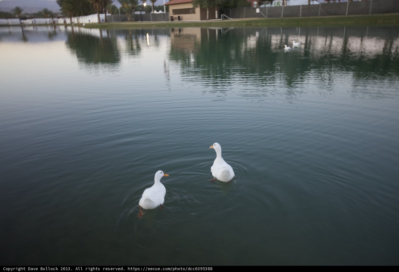 Ducks by the Lakeside