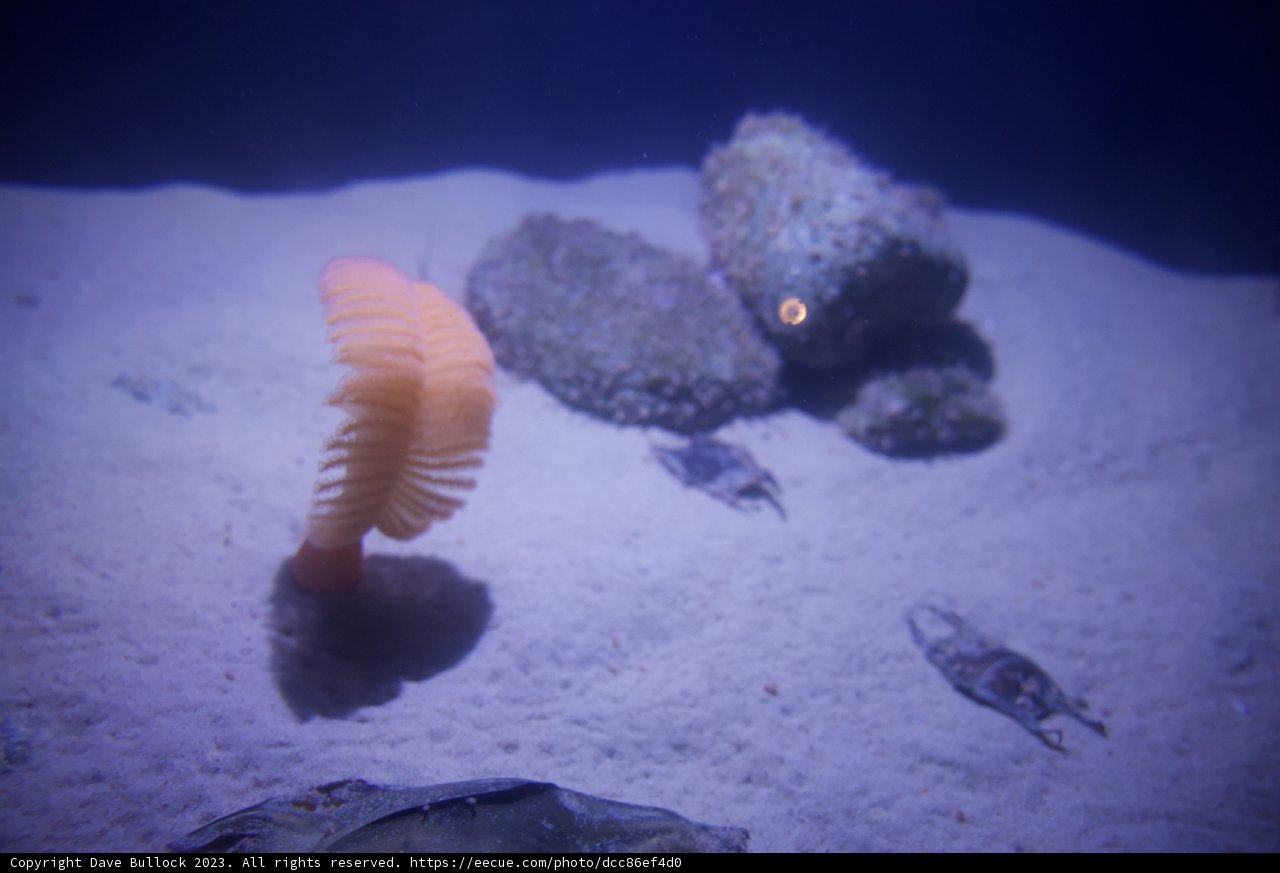 Secluded Sanctuary: An Encounter with Sea Anemone