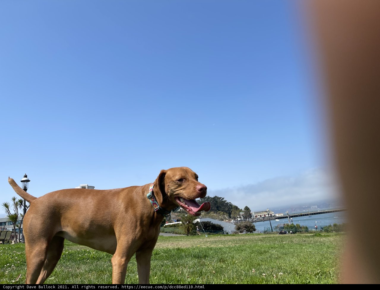 Majestic Mastiff in the Golden State