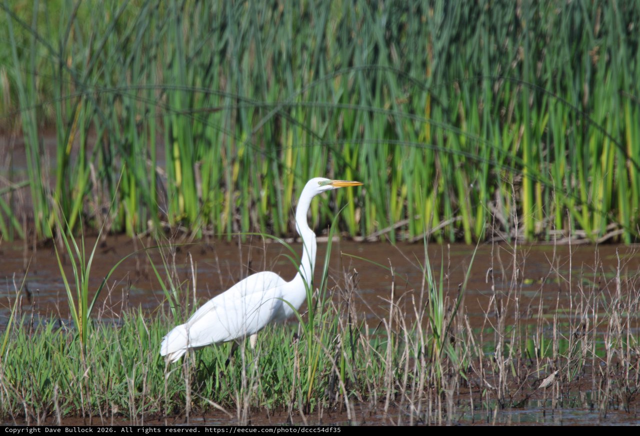Great Egret Hunting in Wetland Rice Fields