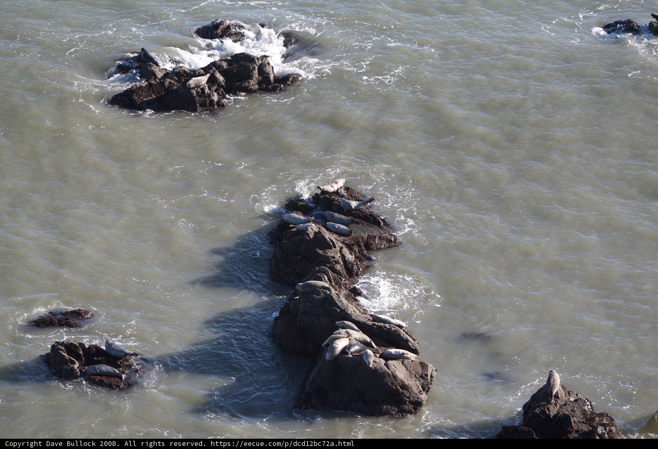 Seals Sunbathing on Rocky Shores