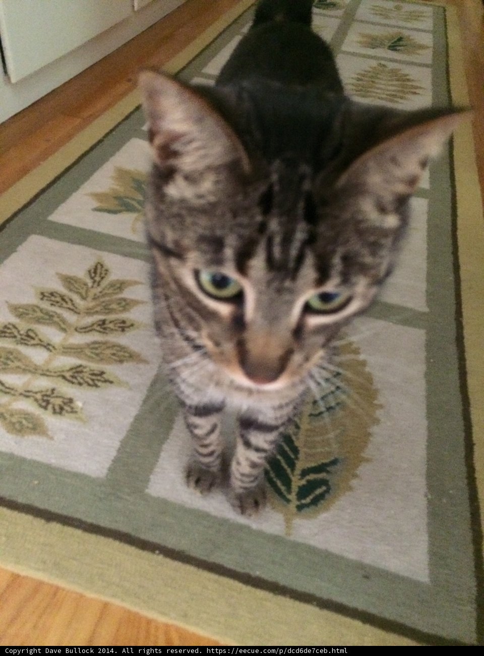 Feline Home Decor
