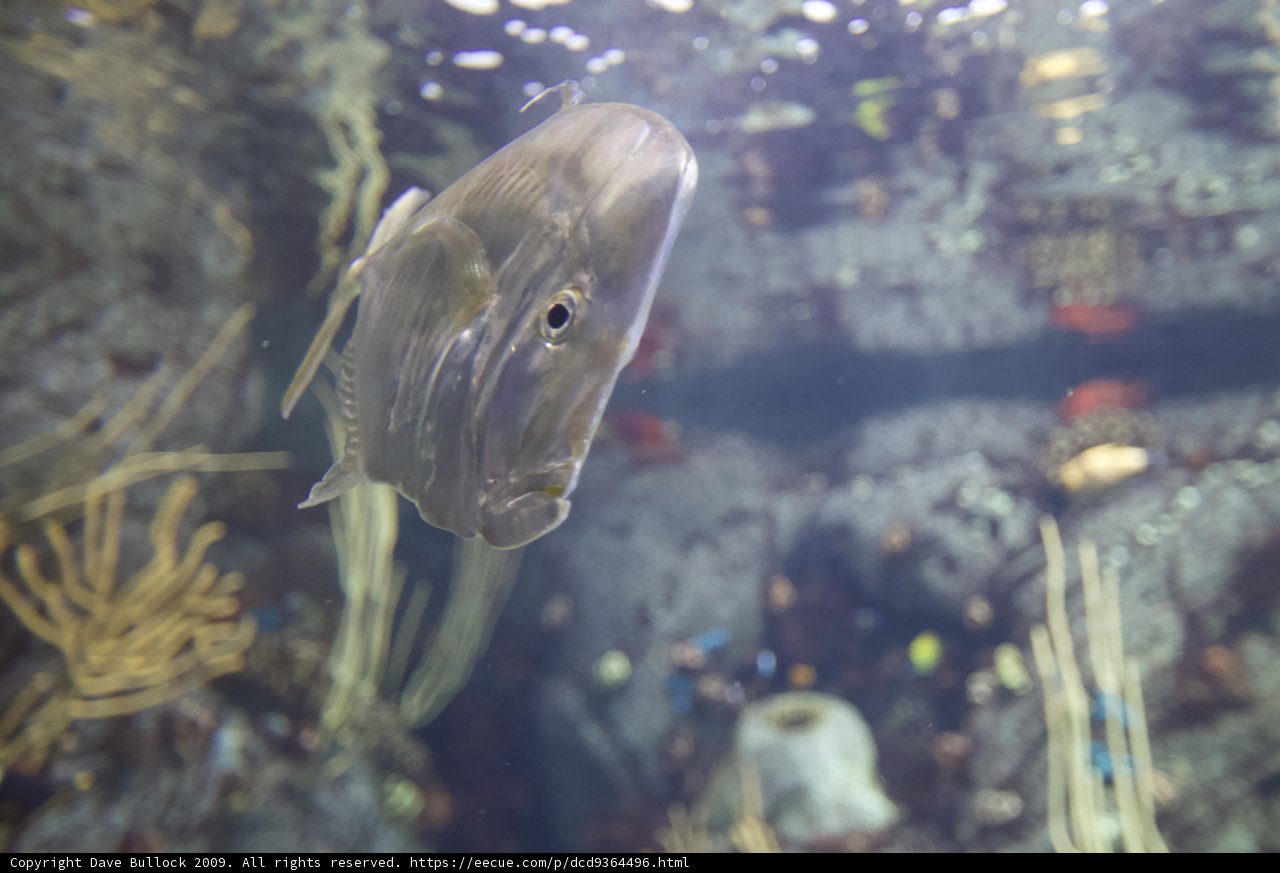 Underwater Tandem