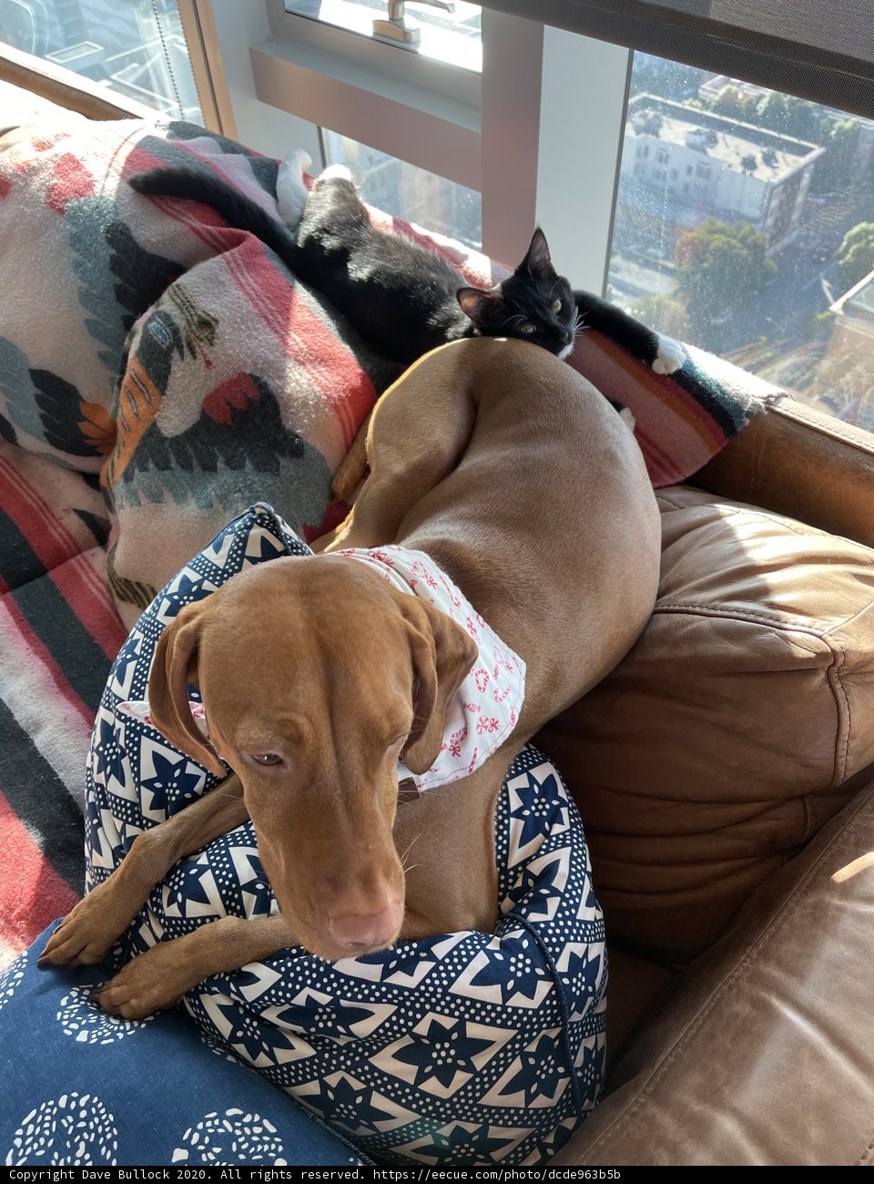 Furry Friends on a Cozy Couch
