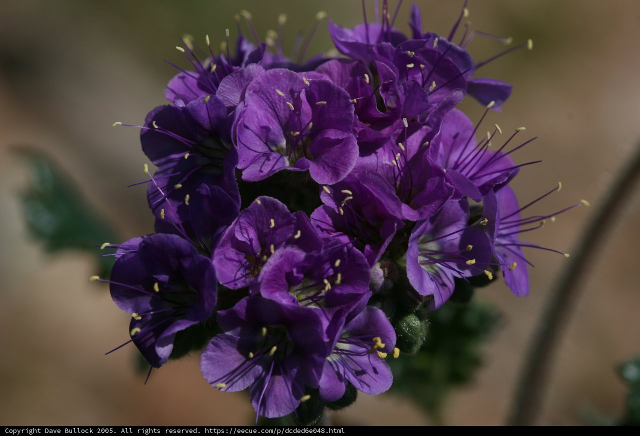 Vibrant Purple Geraniums in Daylight