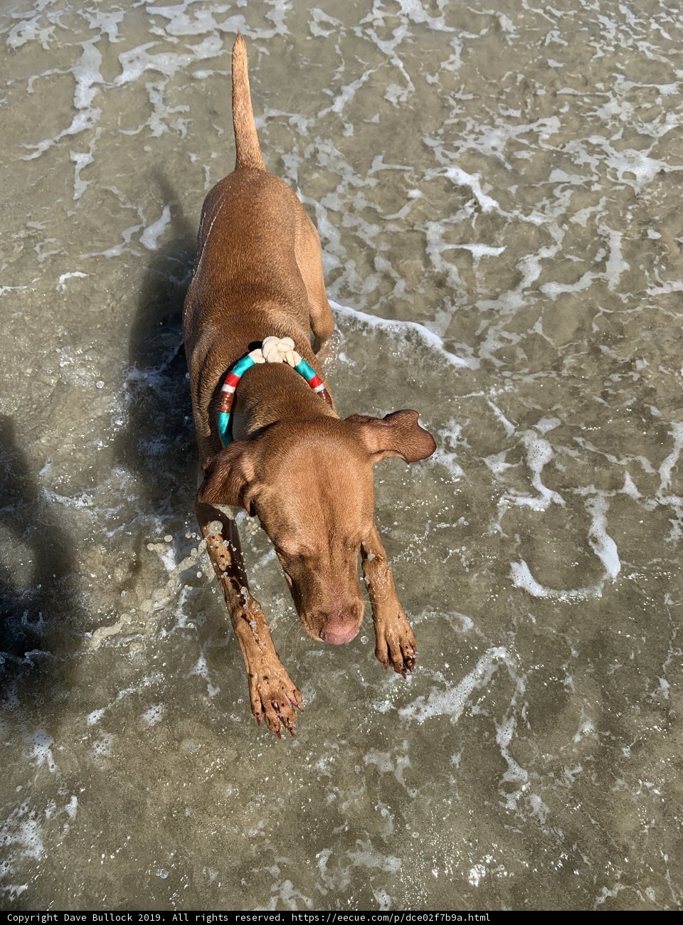 Beach Bum