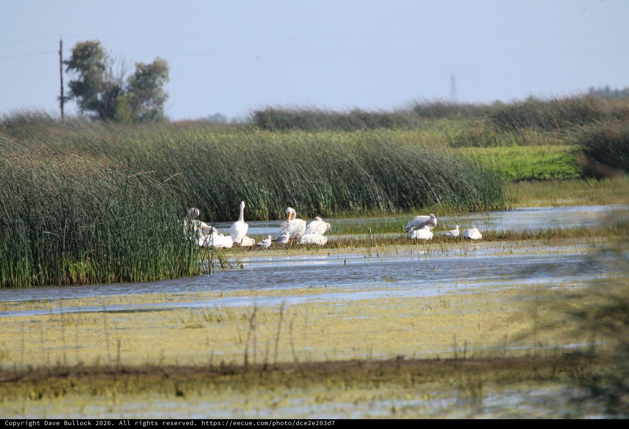White Pelicans and Waterfowl Resting in Wetland Marsh