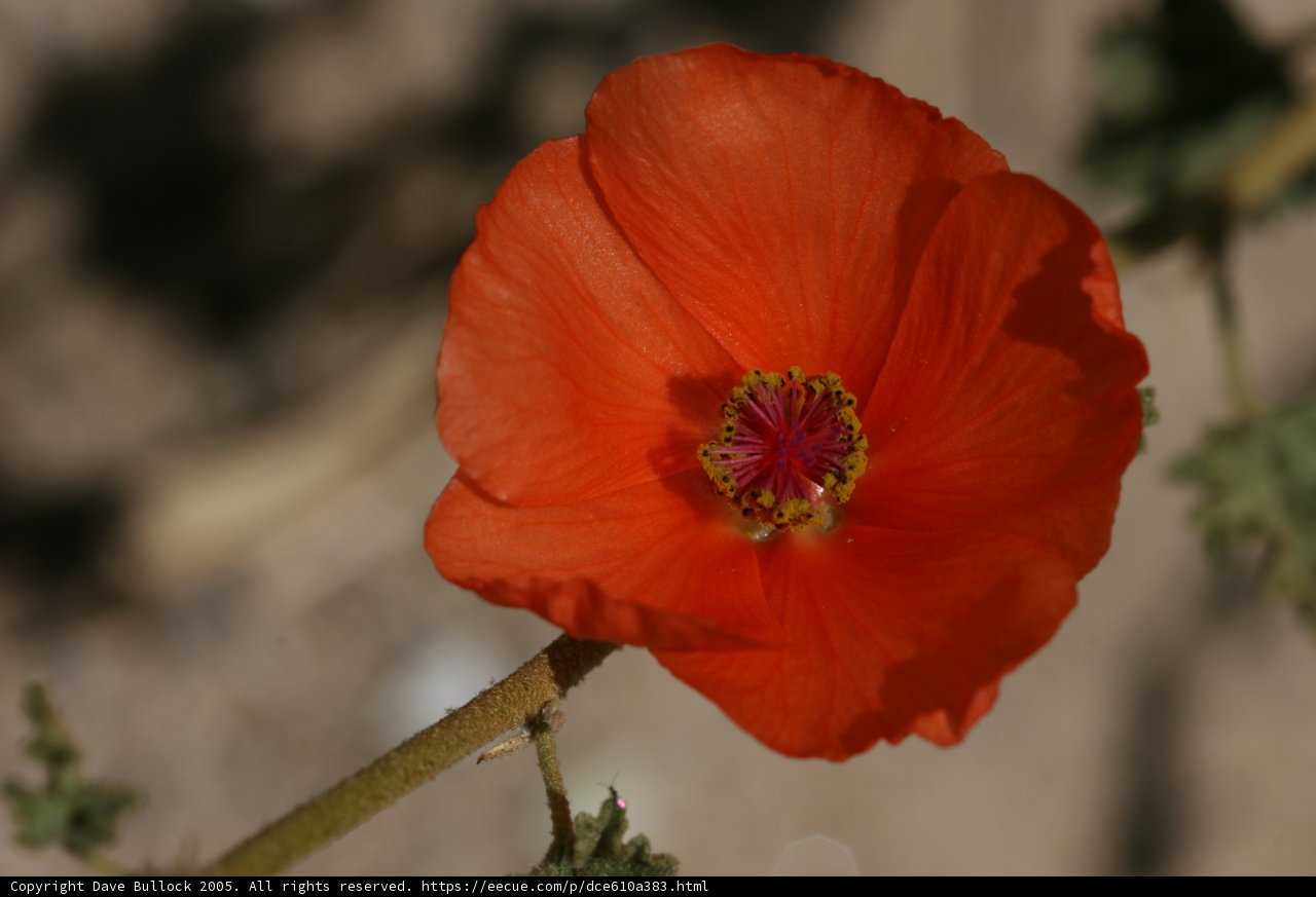 Radiant Orange Blossom