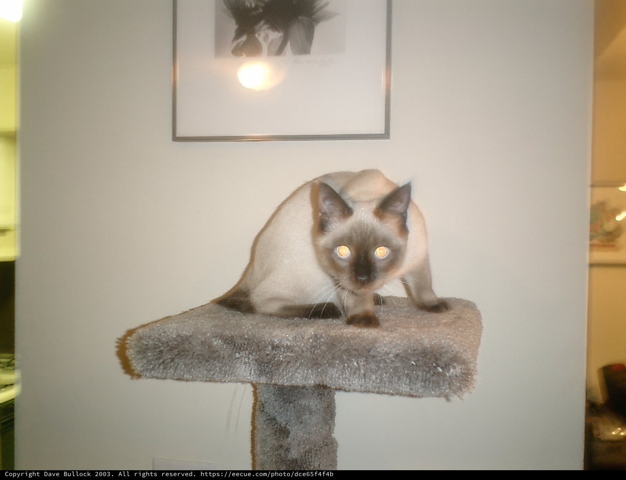 Siamese Serenity
