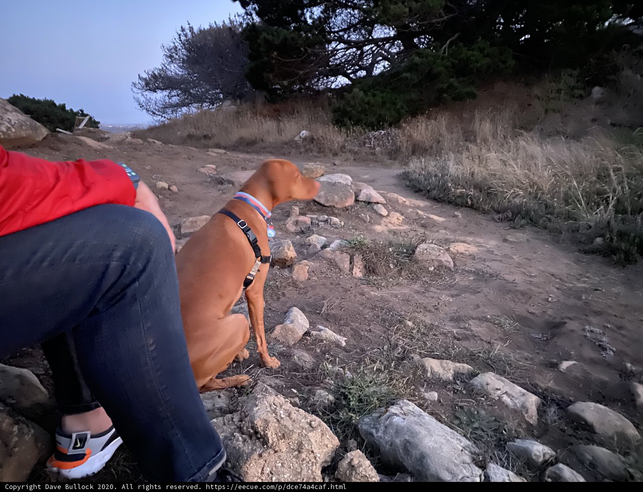 Canine Adventure on the Rocks
