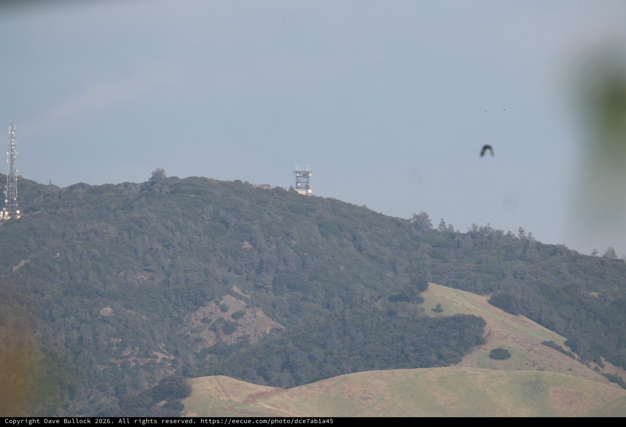 Bird in Flight Over Rolling California Hills