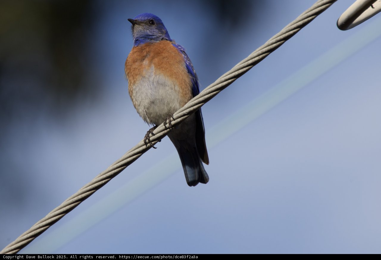 Serenade in Blue