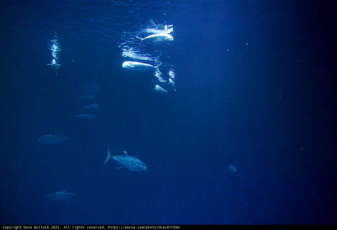 A School of Fish in Monterey Bay