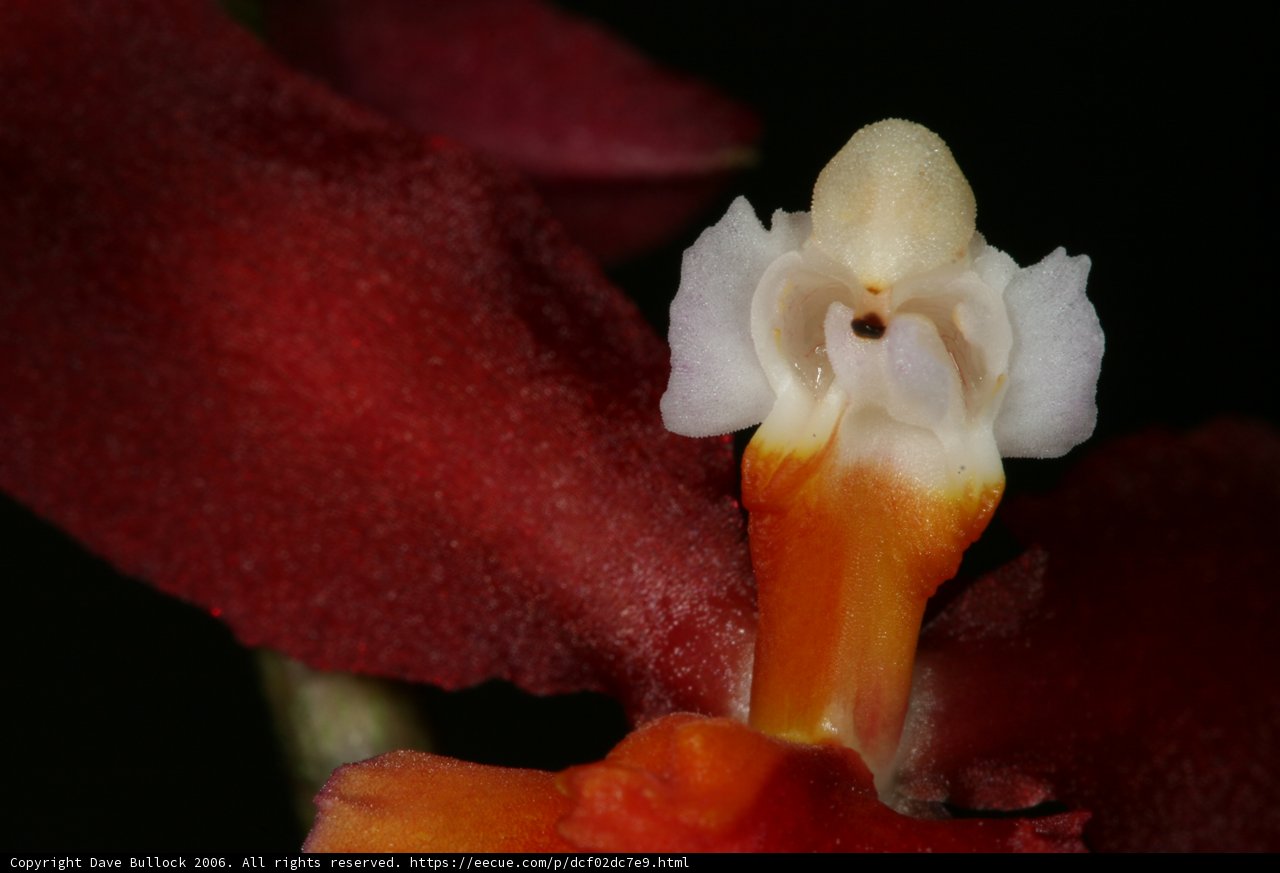 Fiery Beauty