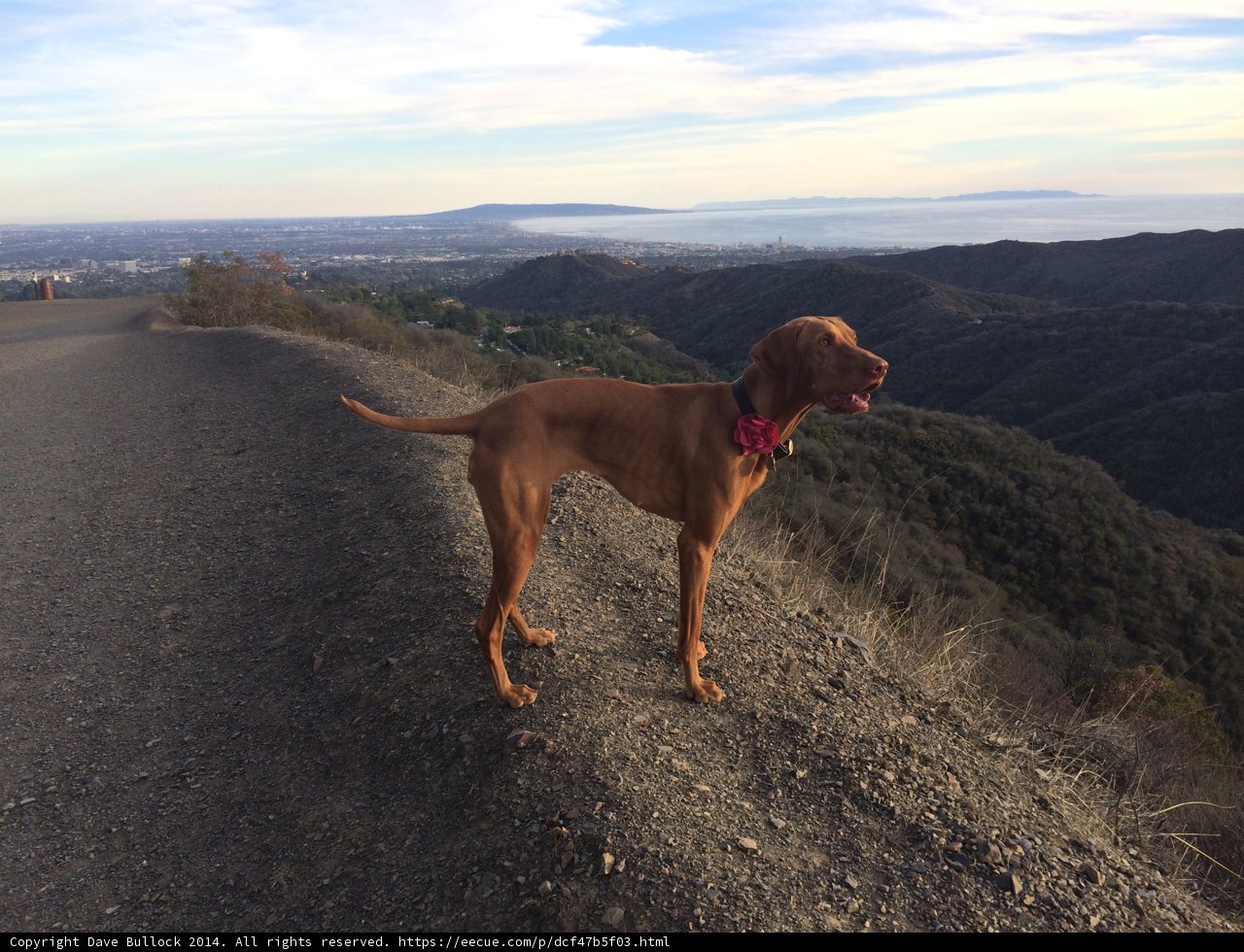 Majestic Vizsla Overlooking Valley