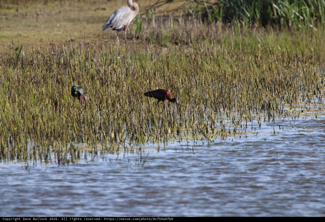 Wetland Waders: Heron and Ibis Foraging in Shallow Marsh