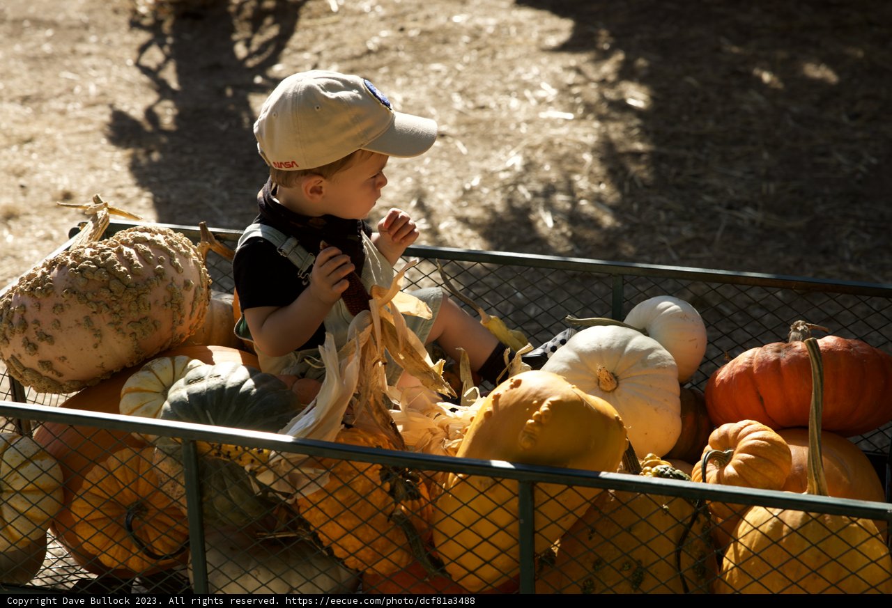 Harvest Season Fun with Our Little Pumpkin