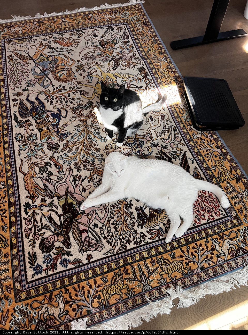 Feline Relaxation on a Cozy Rug