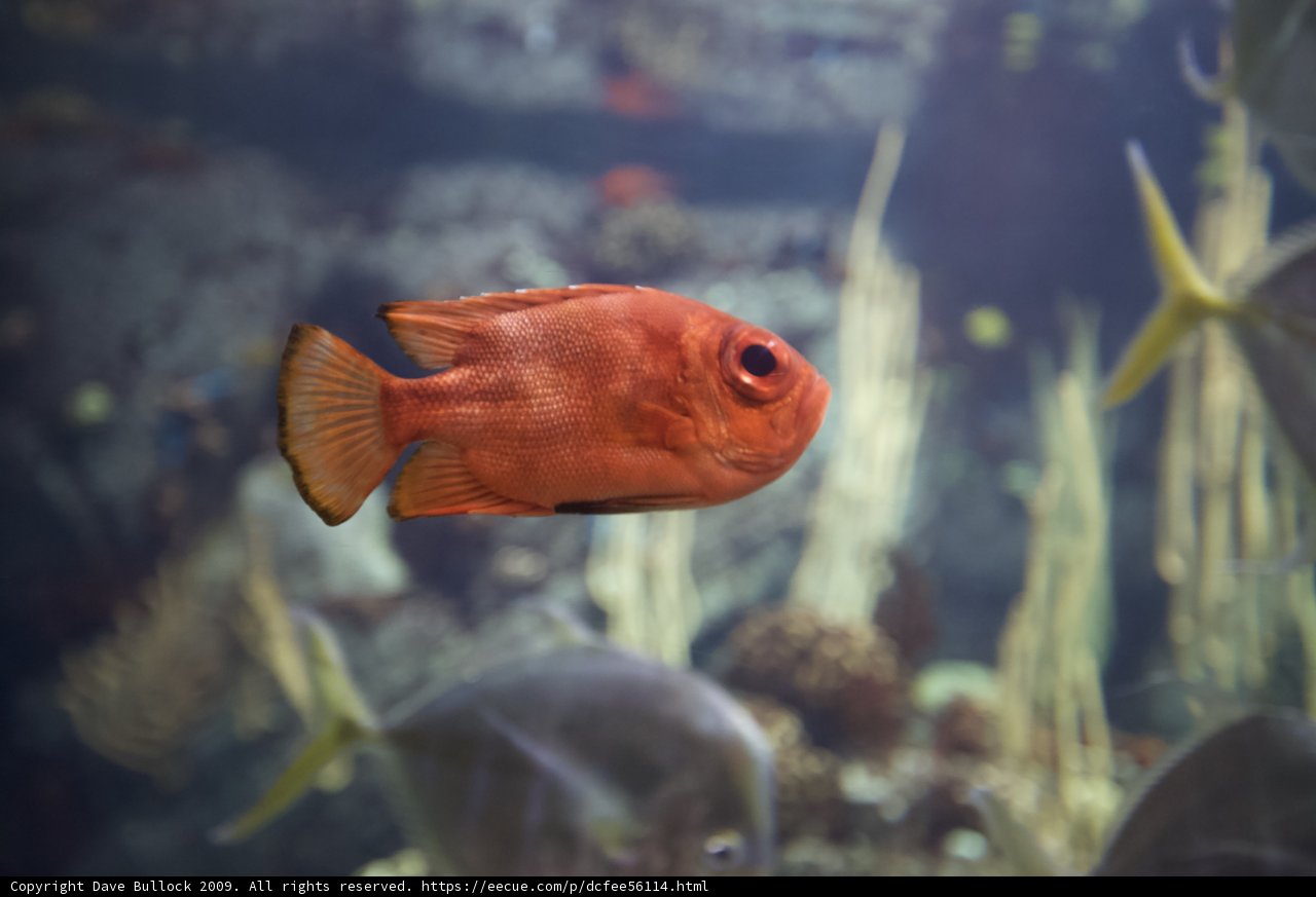 Red Fish in the Aquarium