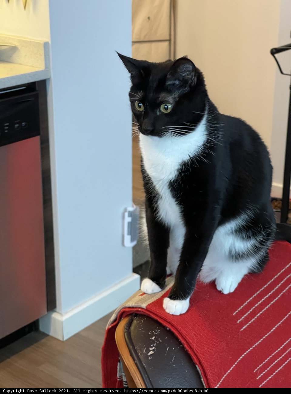 The Regal Feline on the La-Z-Boy