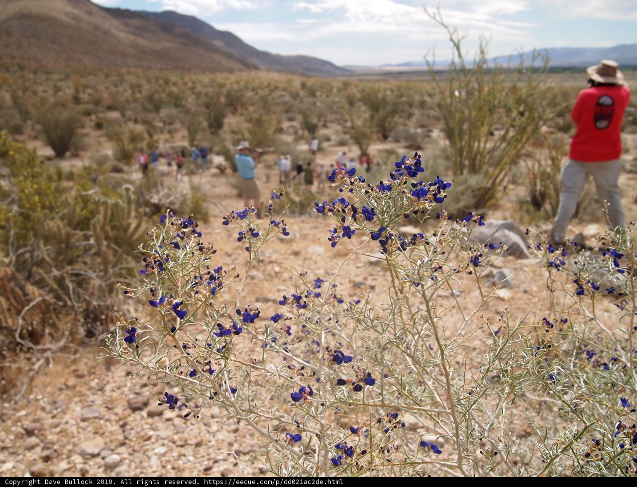 Desert Bloomer