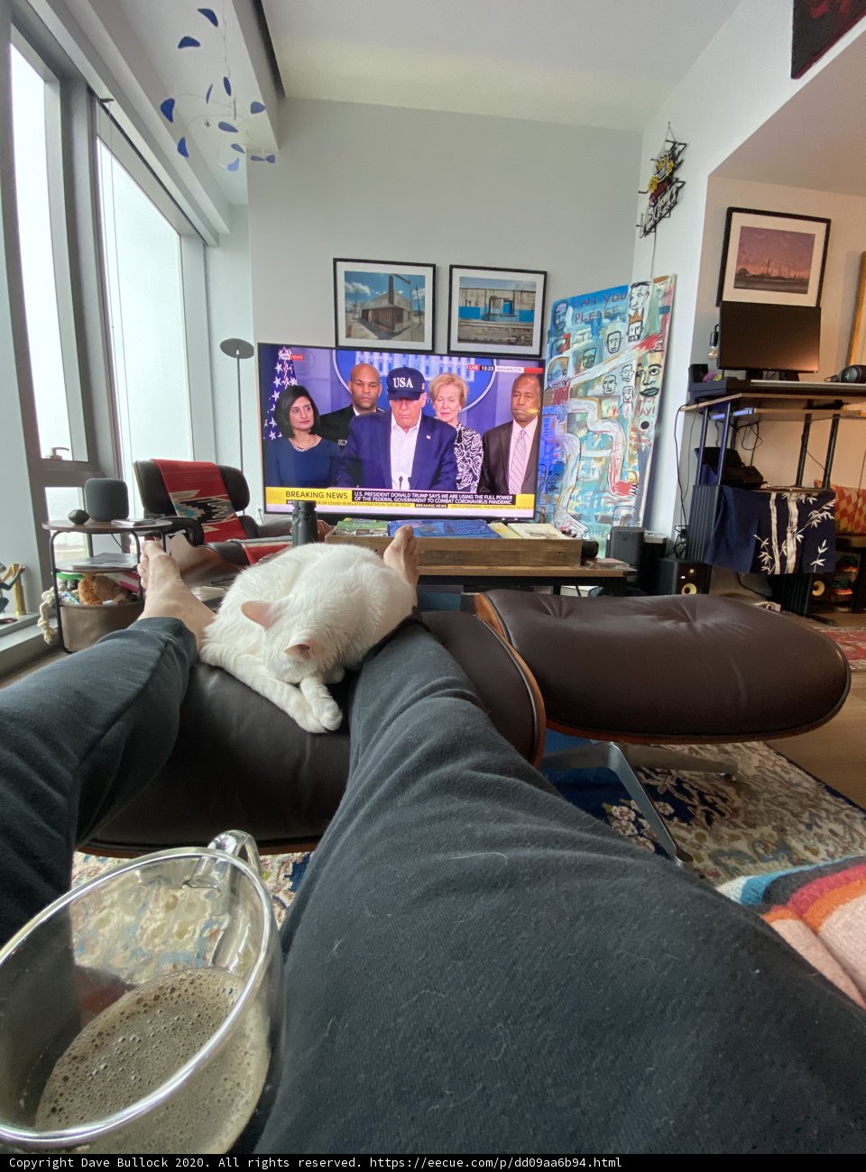 Cozy Afternoon with Feline Friend