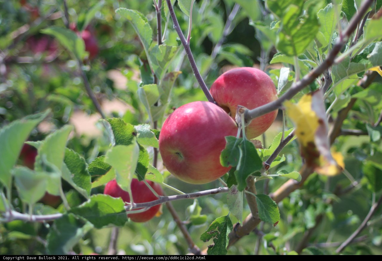 Abundant Harvest