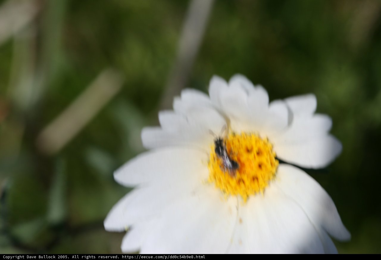Daisy with a Visitor