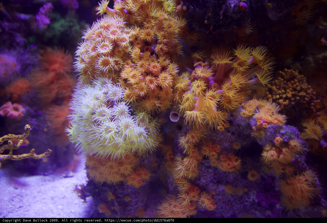 An Underwater Wonderland of Colorful Coral Reefs