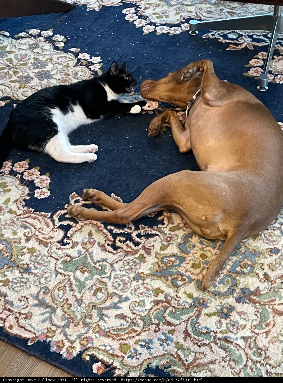 Paws and Claws on the Rug