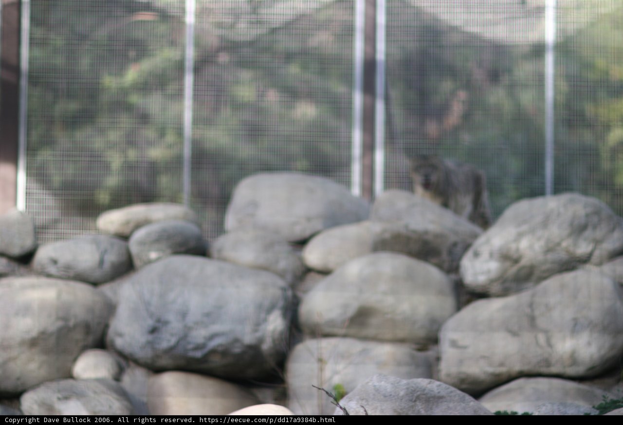 Majestic Bear at the Rubble Rock Wall