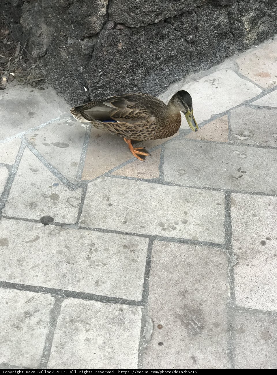 Teal Mallard on a Flagstone Walkway