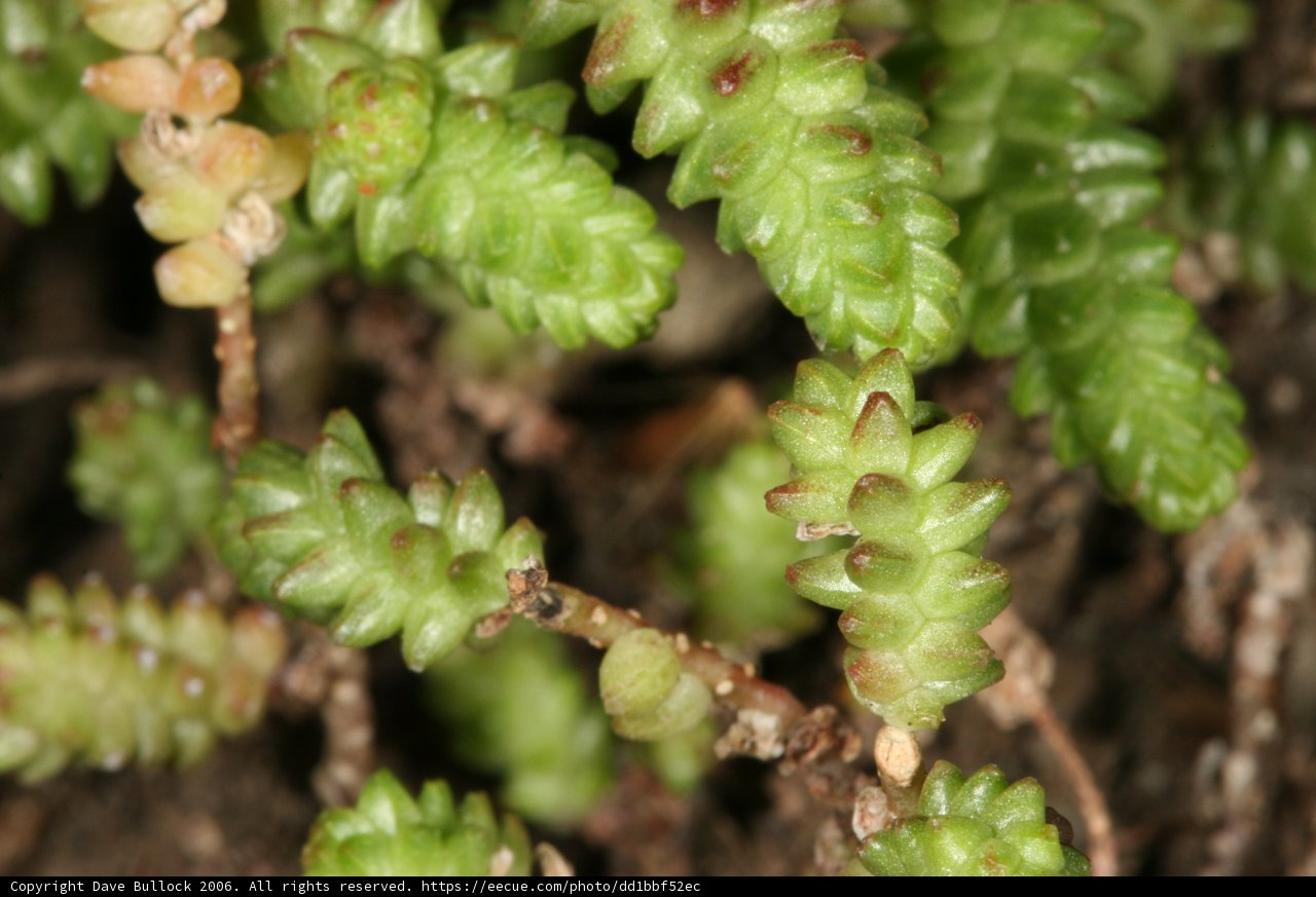 Green Delight