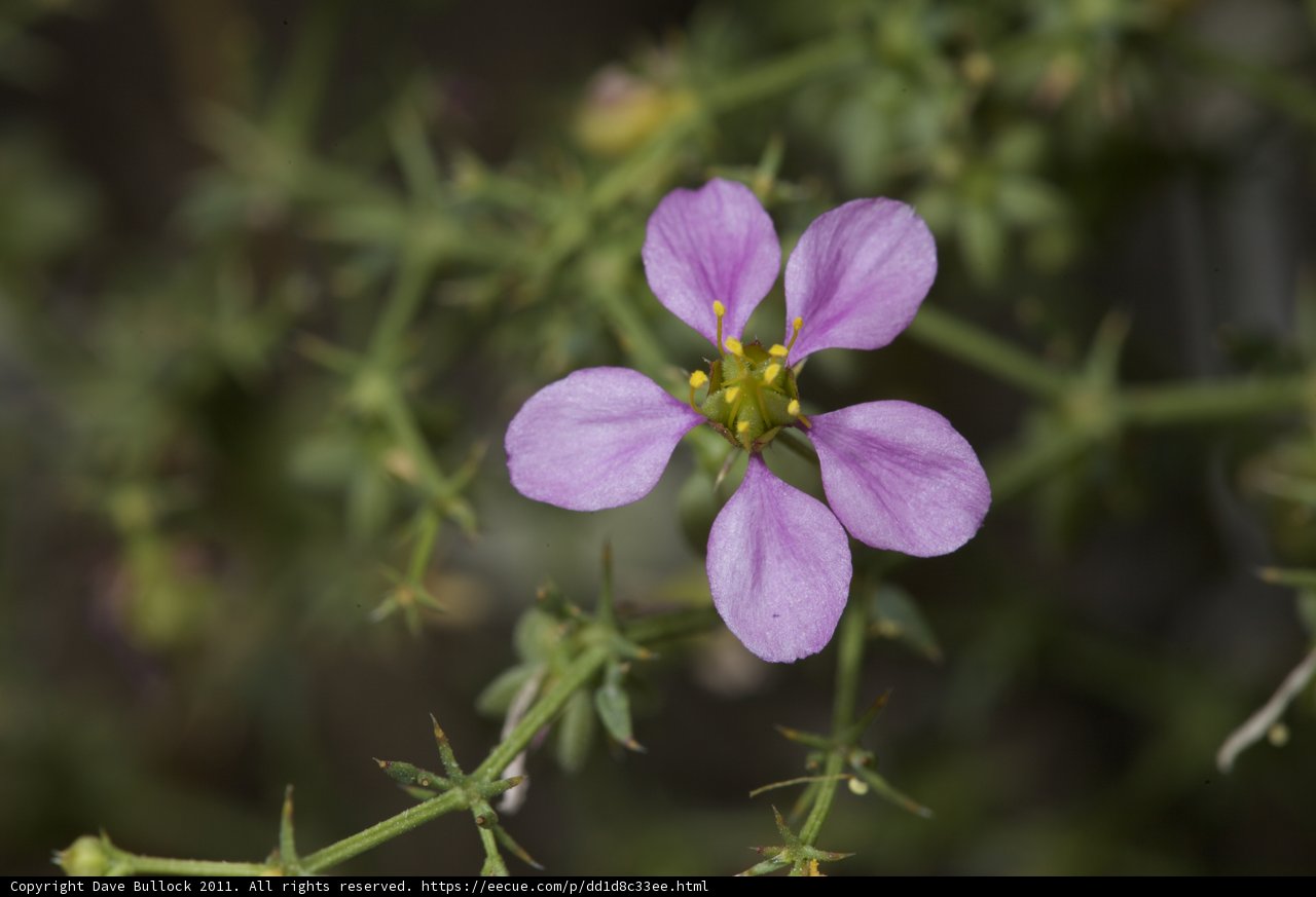 Purple Geranium