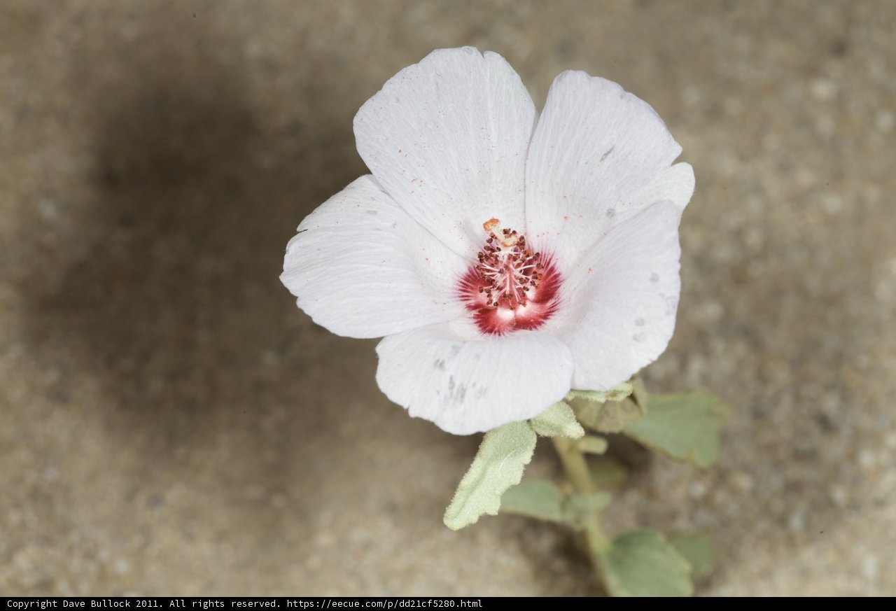 White and Red Petal Anemone