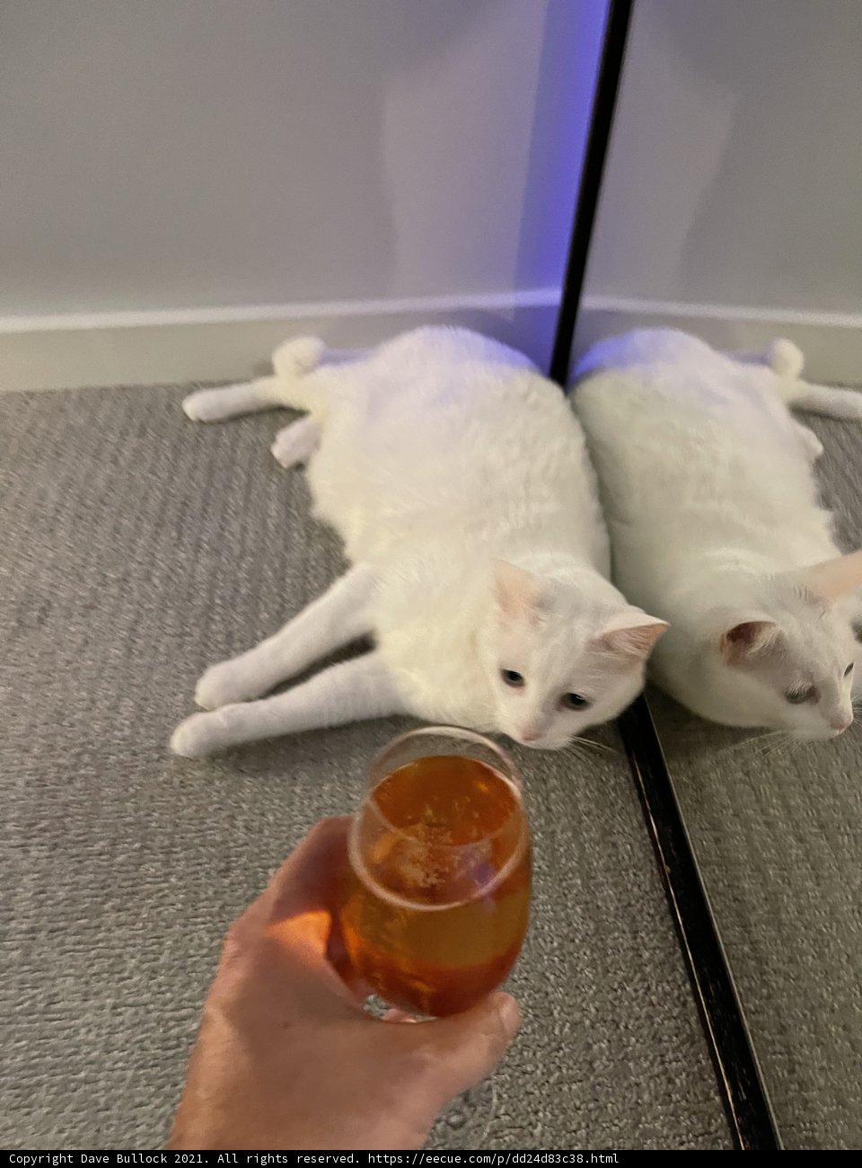 A Purrr-fect Pairing